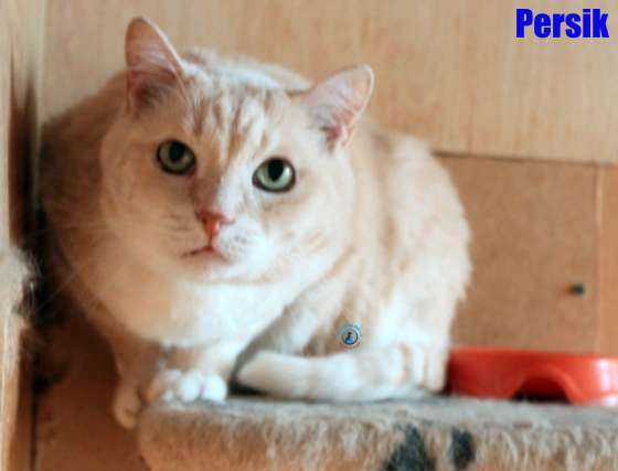 Persik