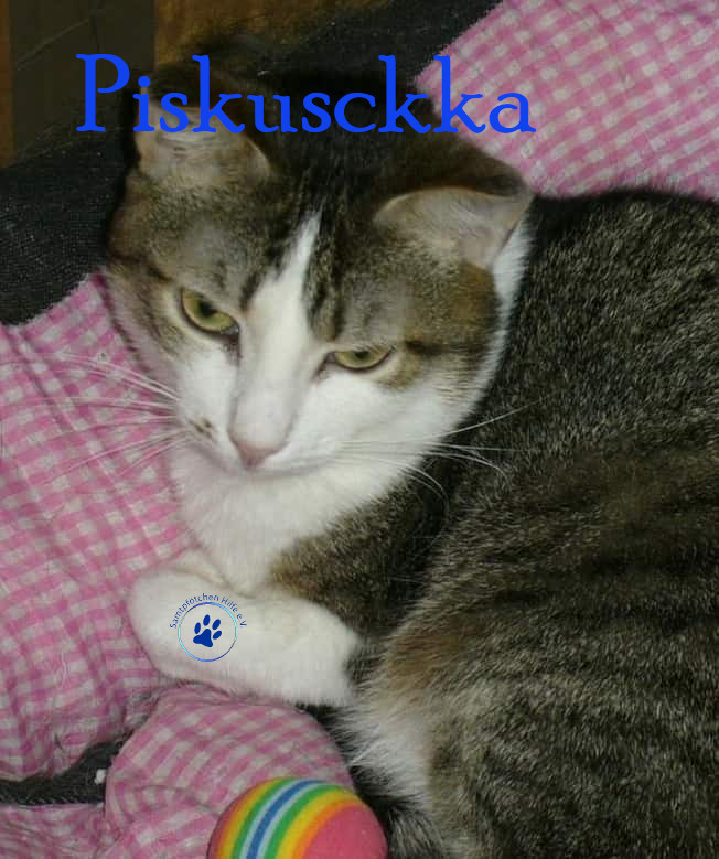Nikolai/Katzen/Piskuschka/Piskuschka02NM.jpg