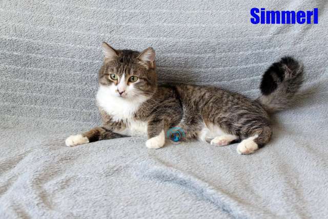 Simmerl
