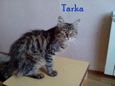 Tarka Tarka
