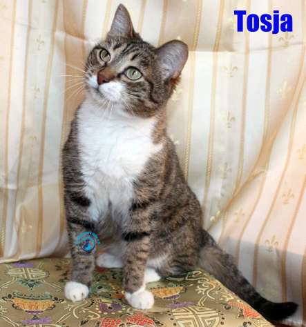 Tosja