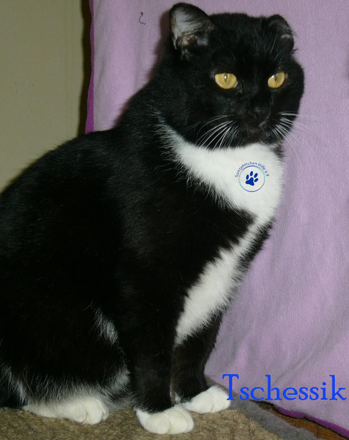 Tschessik Tschessik