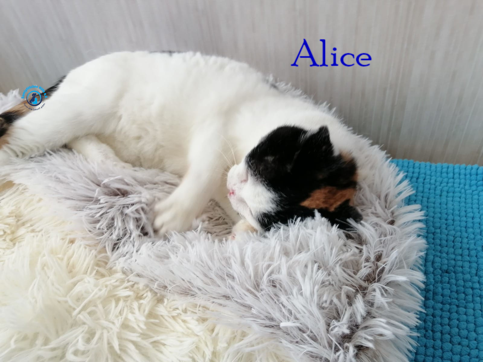 Notfellchen/Alice_III/Alice_III28mN.jpg
