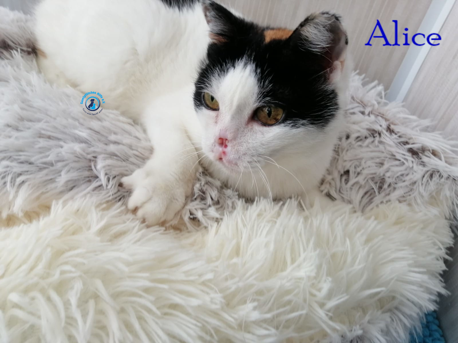Alice Alice