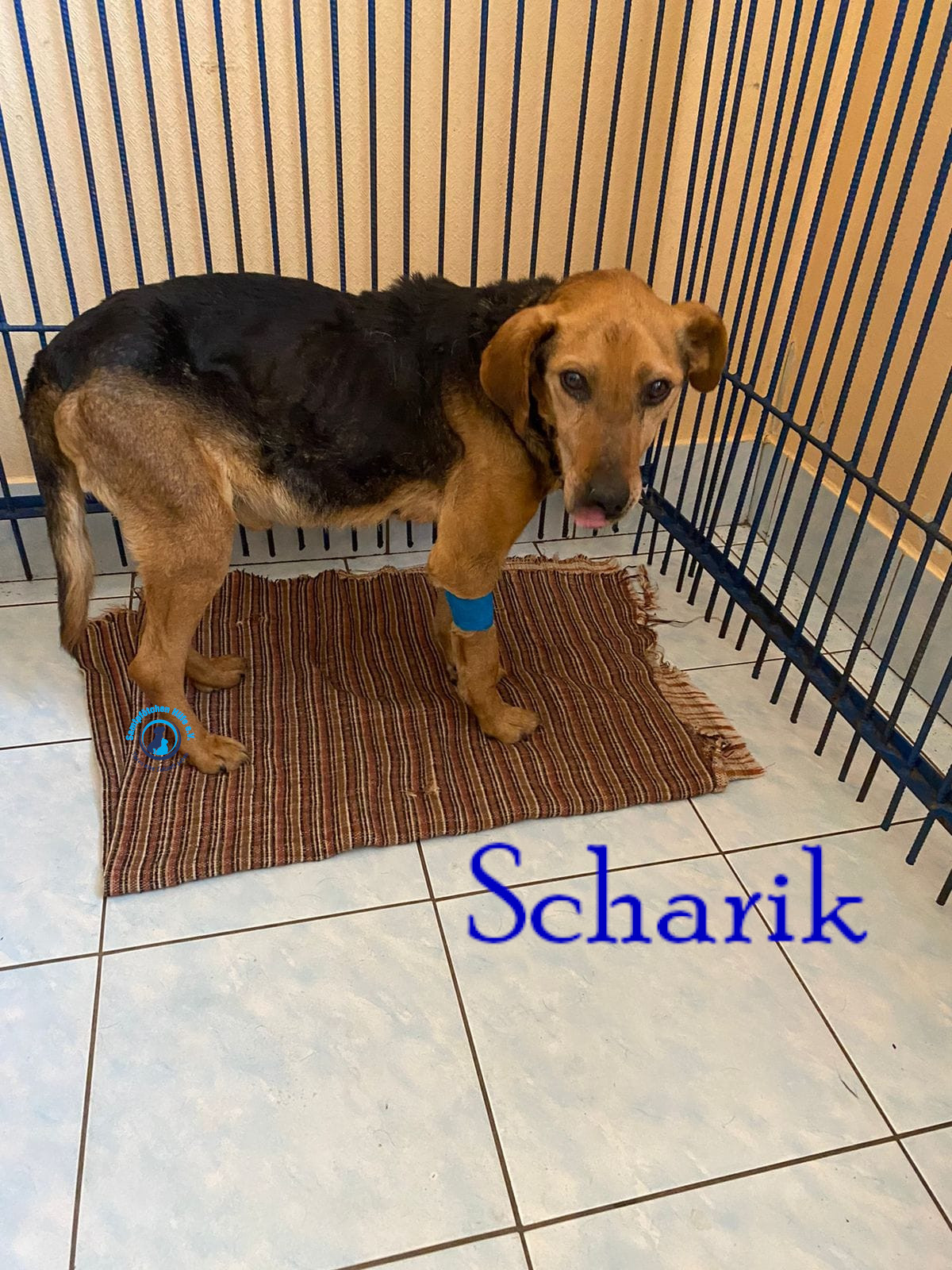 Scharik Scharik