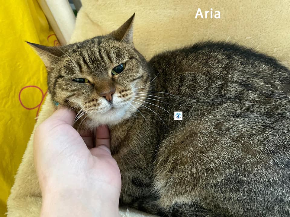 Olga/Katzen/Aria/Aria13.jpg