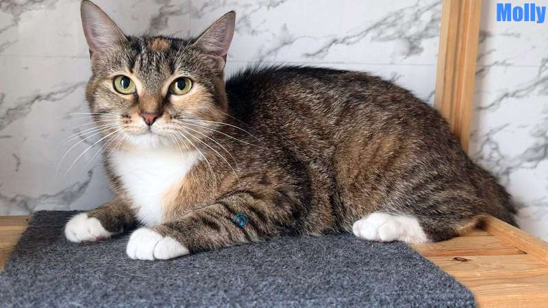 Olga/Katzen/Molly/Molly13Kopie.jpg