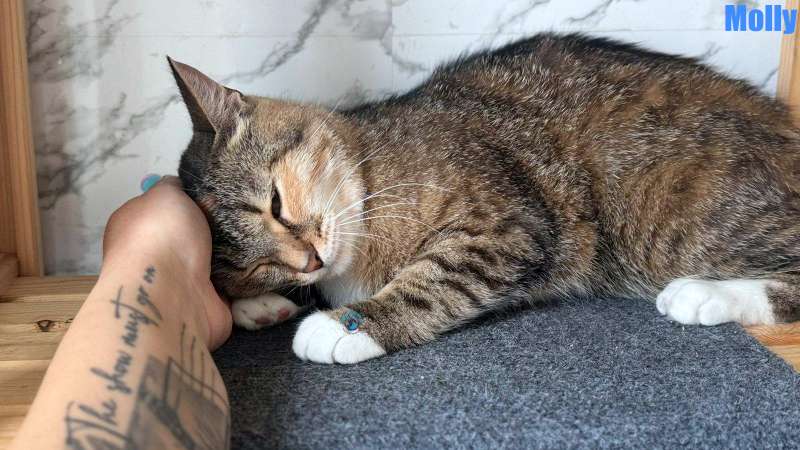 Olga/Katzen/Molly/Molly14Kopie.jpg