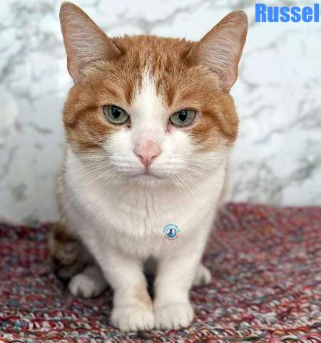 Russel