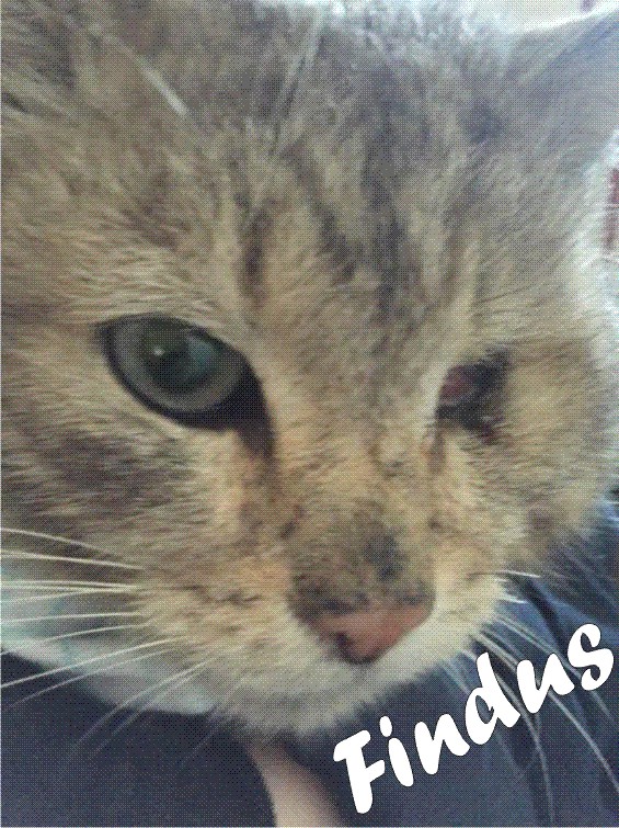 Findus