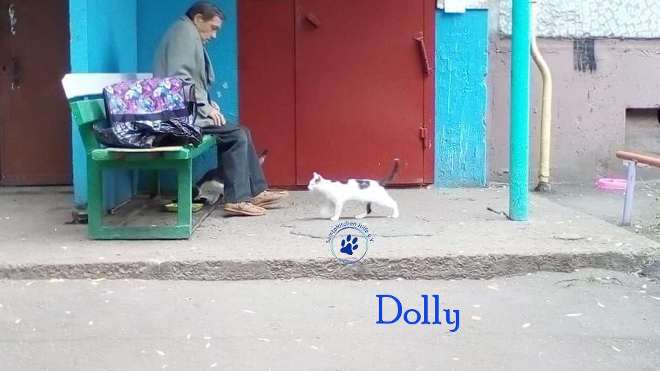 Soja/Katzen/Dolly/Dolly_01mN.jpg