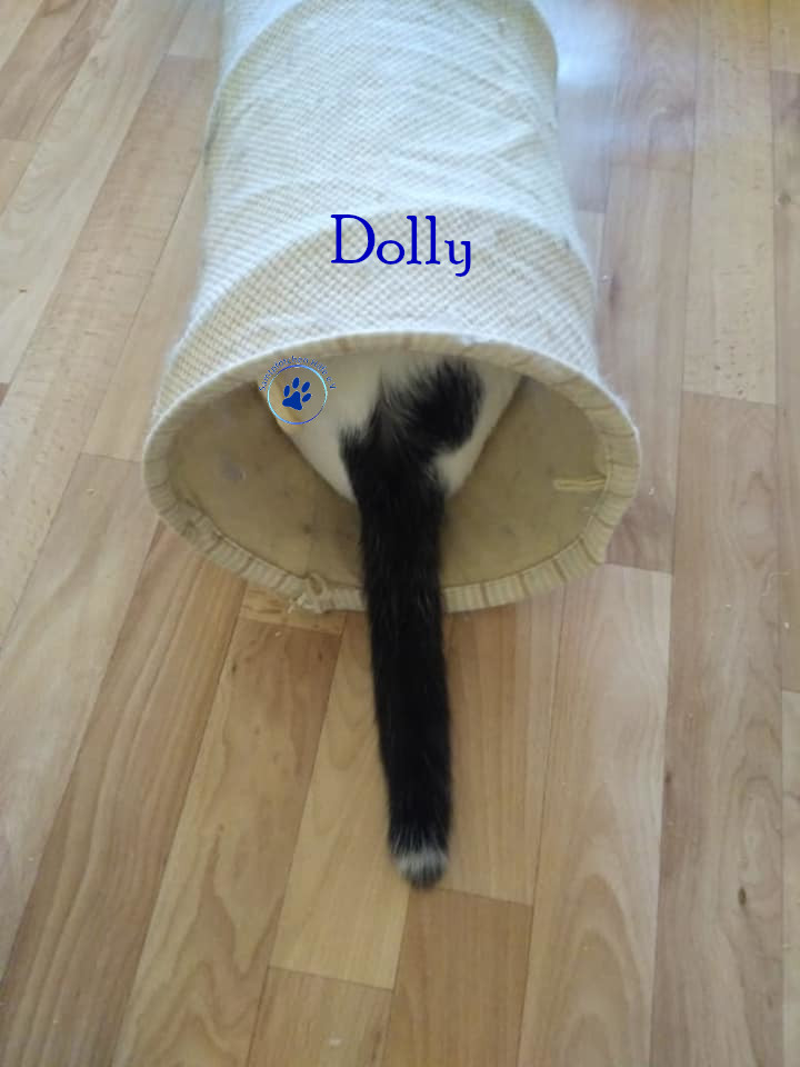 Soja/Katzen/Dolly/Dolly_22mN.jpg