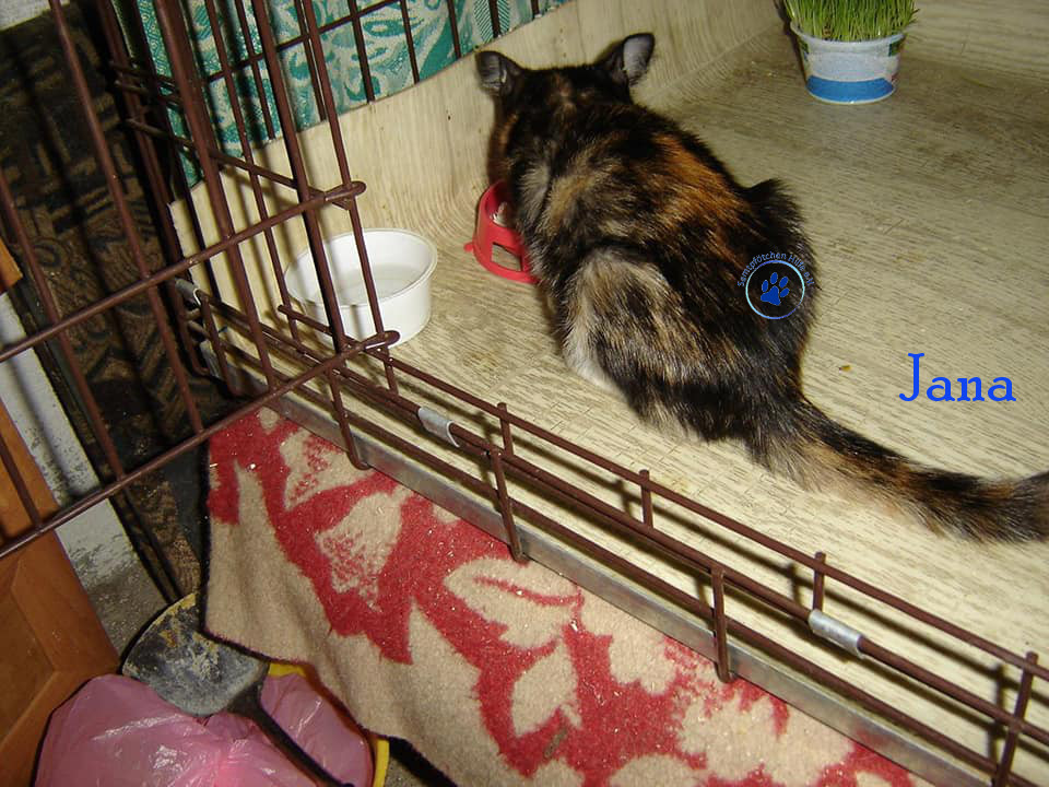 Soja/Katzen/Jana/Jana_04mN.jpg
