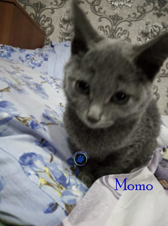 Soja/Katzen/Momo_II/Momo_II_05mN.jpg