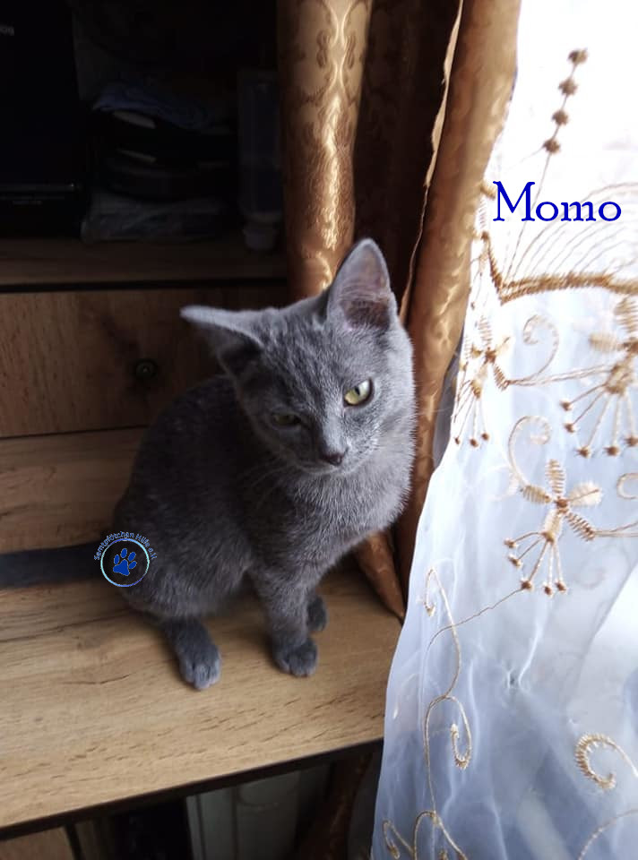 Soja/Katzen/Momo_II/Momo_II_50mN.jpg