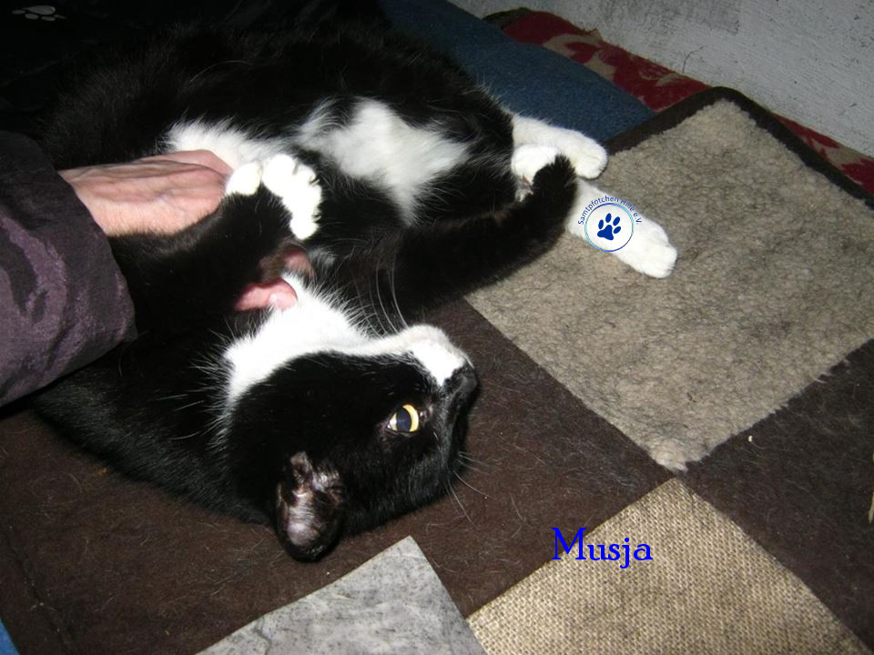 Soja/Katzen/Musja/Musja006mN.jpg