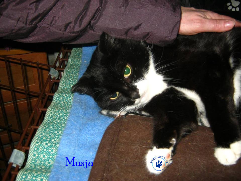 Soja/Katzen/Musja/Musja008mN.jpg