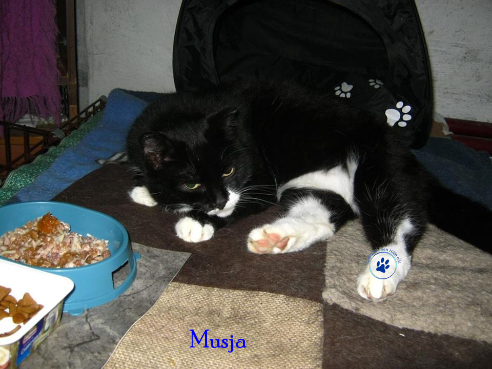 Soja/Katzen/Musja/Musja009mN.jpg