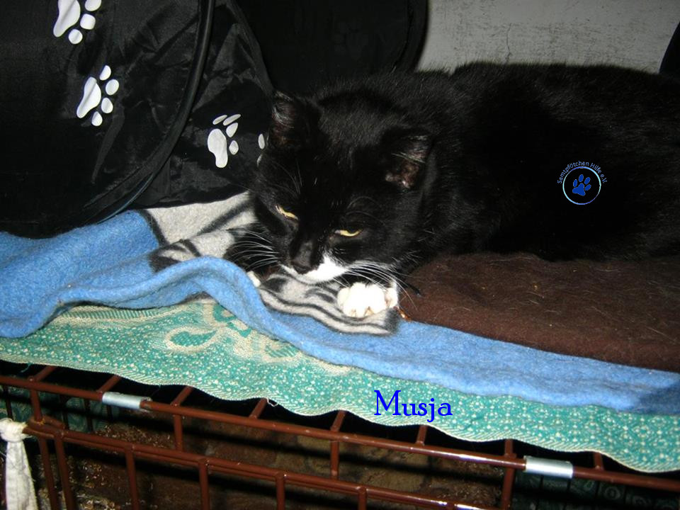 Soja/Katzen/Musja/Musja010mN.jpg