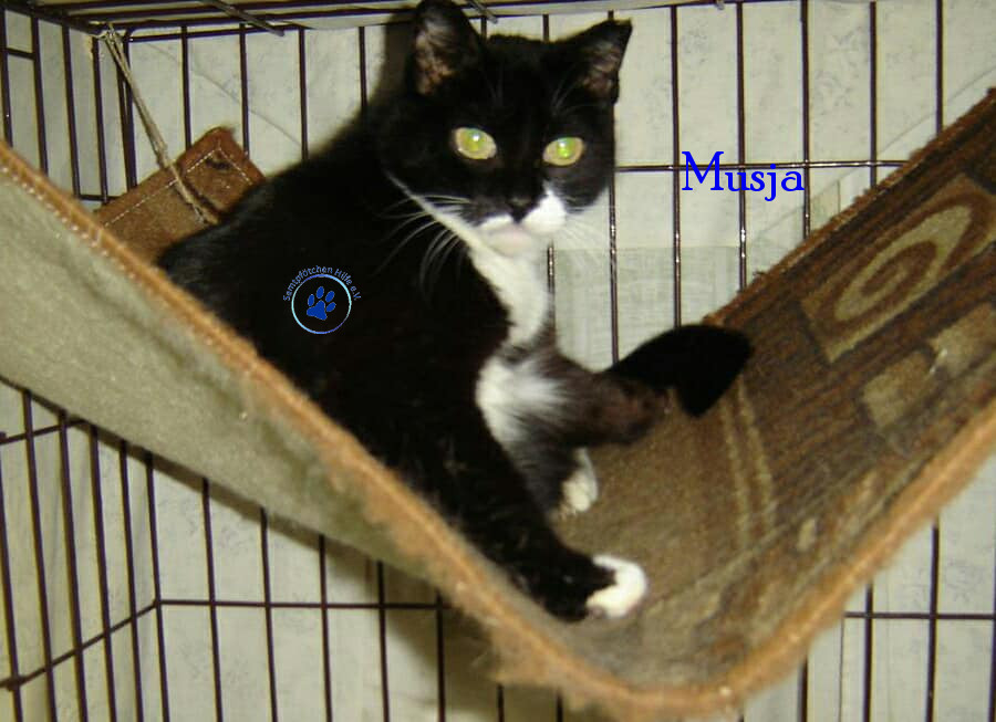 Soja/Katzen/Musja/Musja011mN.jpg