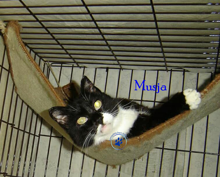 Soja/Katzen/Musja/Musja013mN.jpg