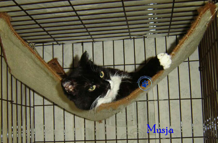 Soja/Katzen/Musja/Musja014mN.jpg