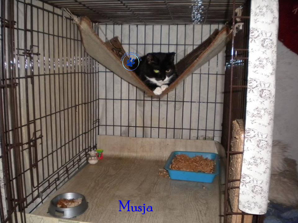 Soja/Katzen/Musja/Musja15mN.jpg