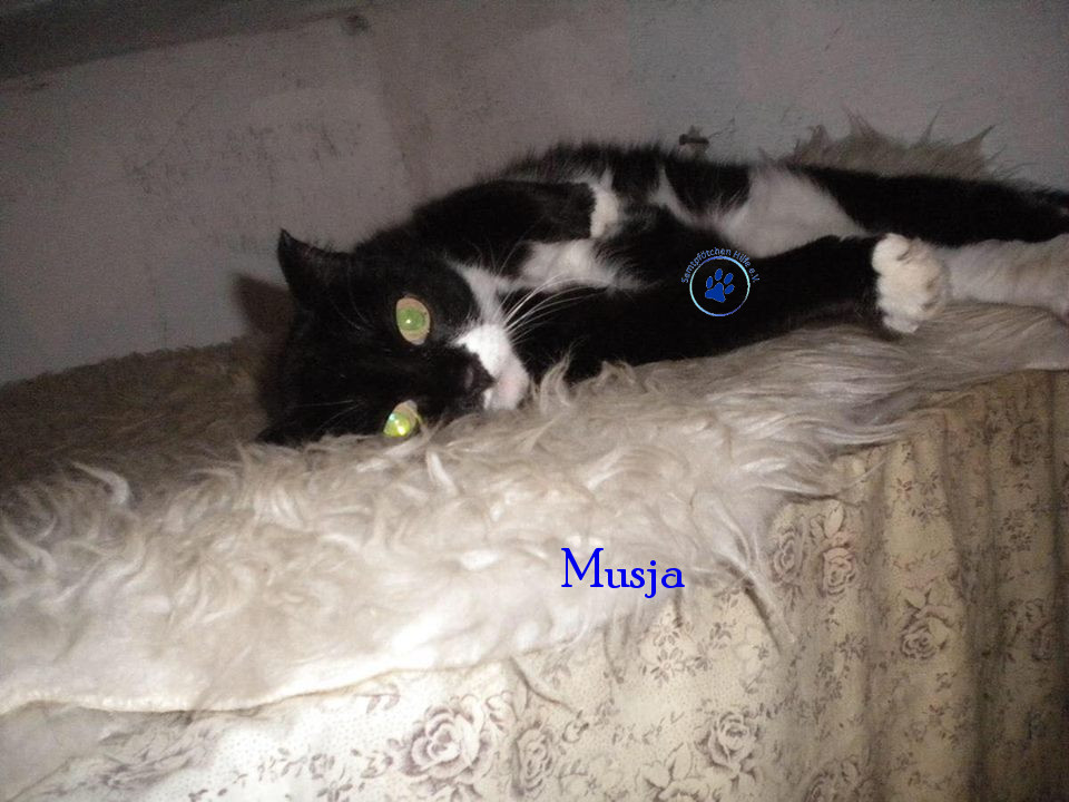 Soja/Katzen/Musja/Musja17mN.jpg
