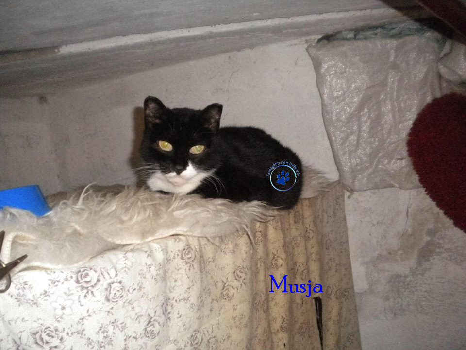 Soja/Katzen/Musja/Musja18mN.jpg