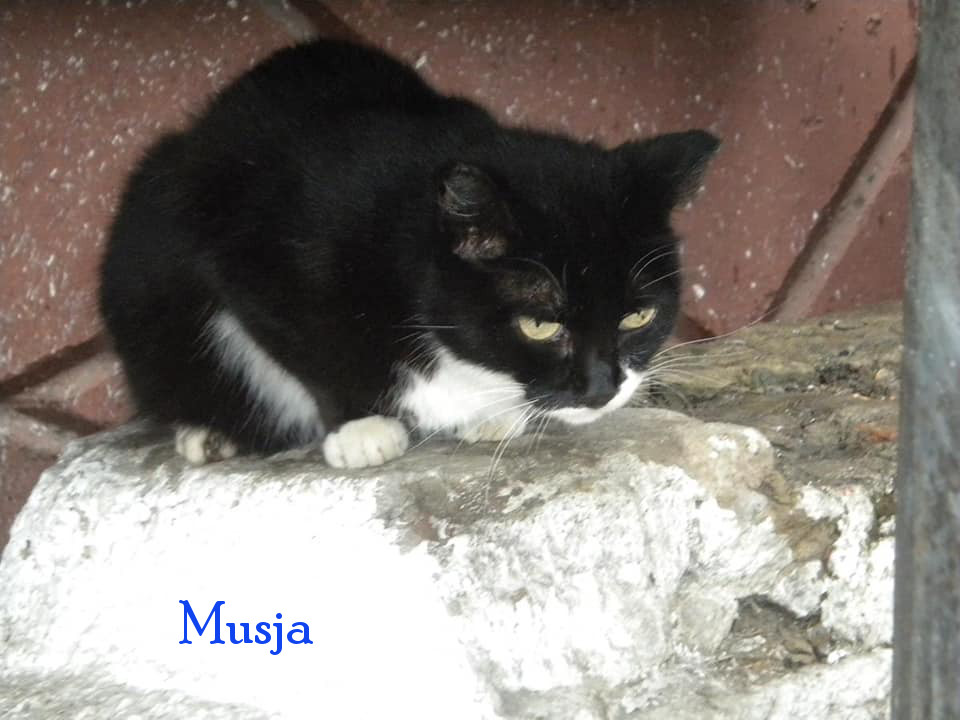 Soja/Katzen/Musja/Musja21mN.jpg