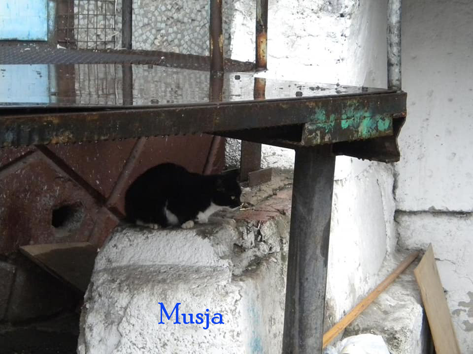 Soja/Katzen/Musja/Musja22mN.jpg