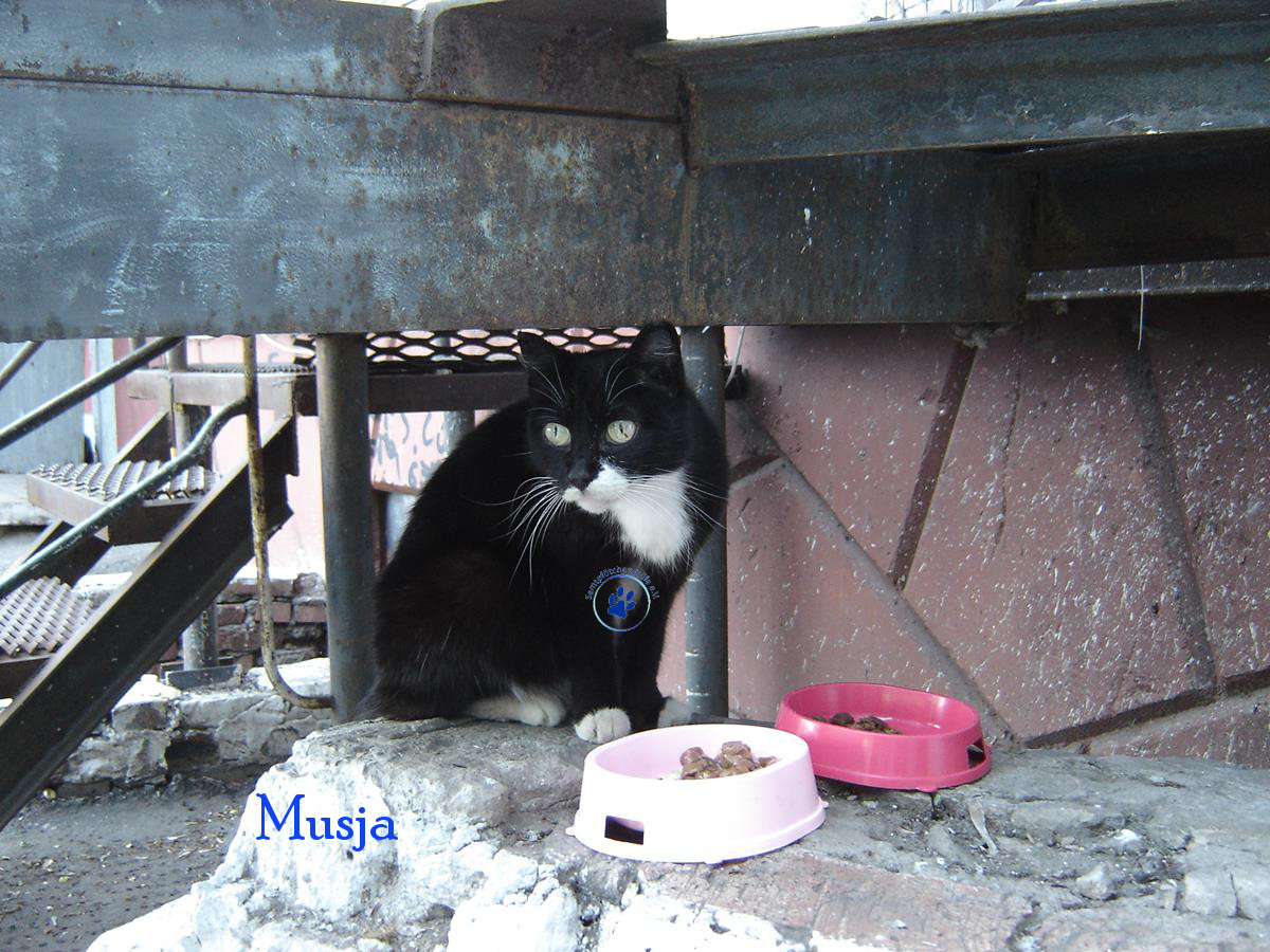 Soja/Katzen/Musja/Musja24mN.jpg