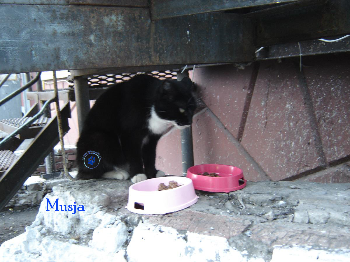 Soja/Katzen/Musja/Musja27mN.jpg
