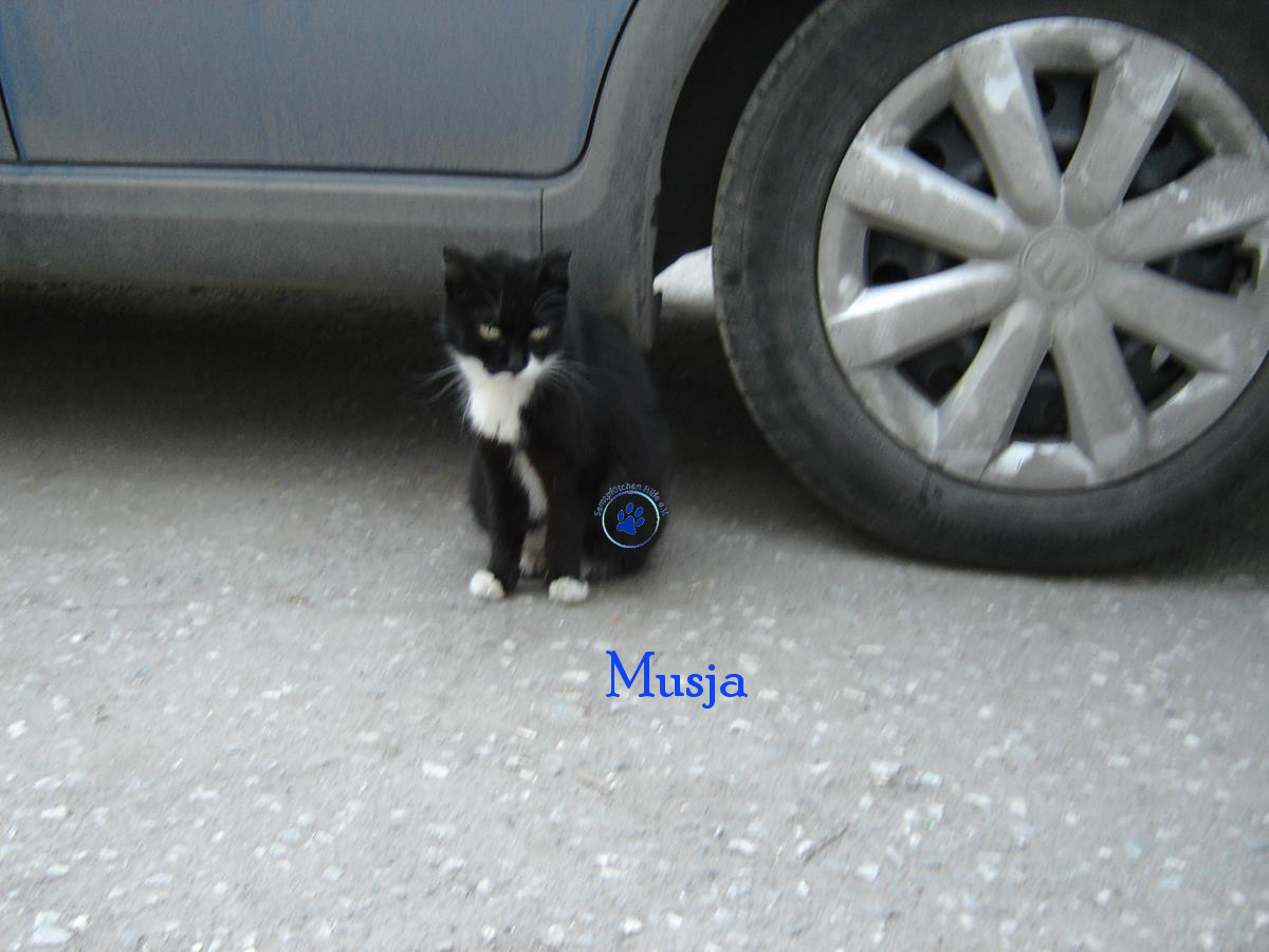 Soja/Katzen/Musja/Musja28mN.jpg