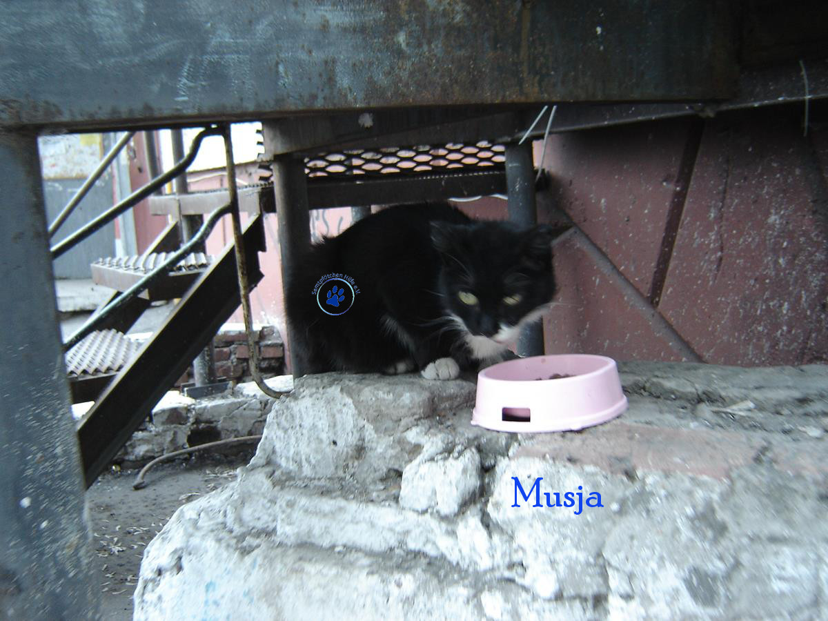 Soja/Katzen/Musja/Musja29mN.jpg