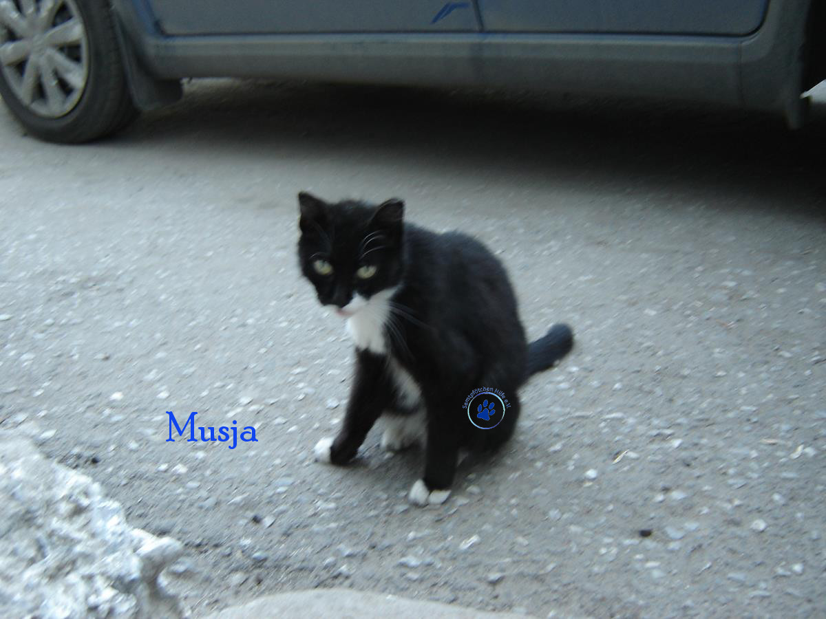Soja/Katzen/Musja/Musja30mN.jpg