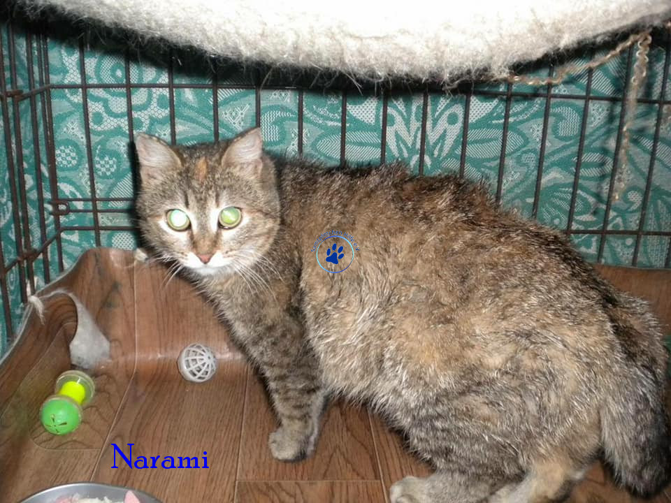 Soja/Katzen/Narami/Narami01mN.jpg