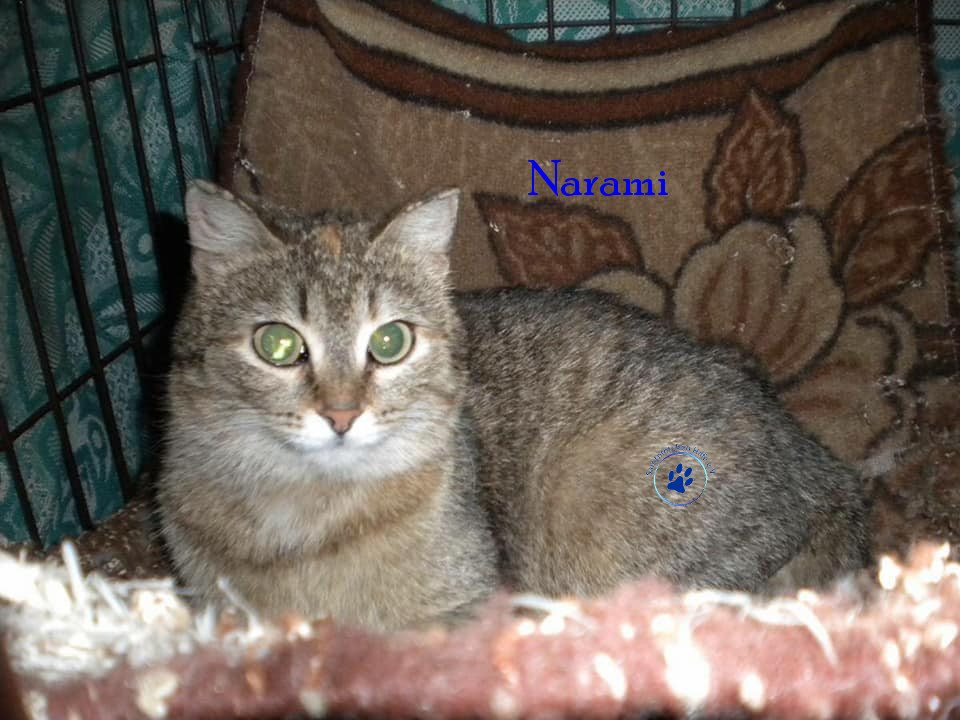 Soja/Katzen/Narami/Narami02mN.jpg