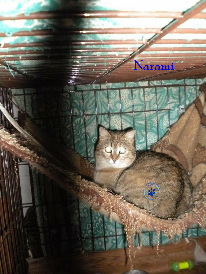 Soja/Katzen/Narami/Narami03mN.jpg