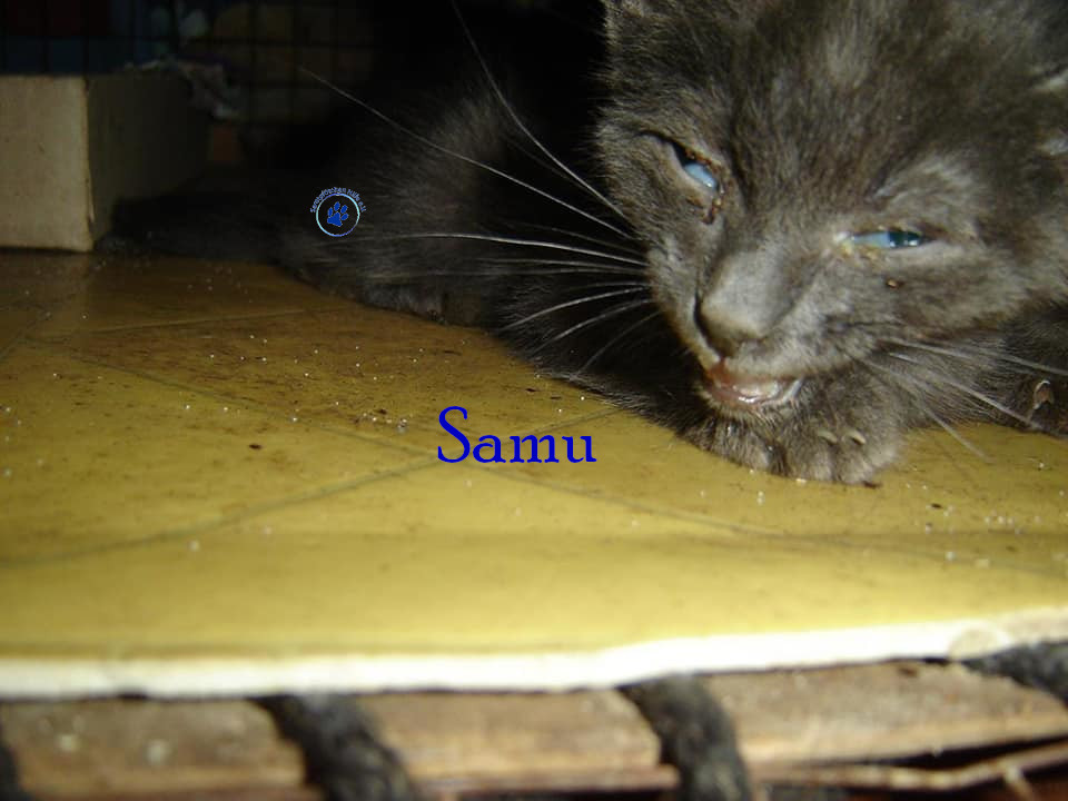 Soja/Katzen/Samu/Samu_3mN.jpg